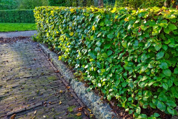 Jardin-Tailler-haies (4)