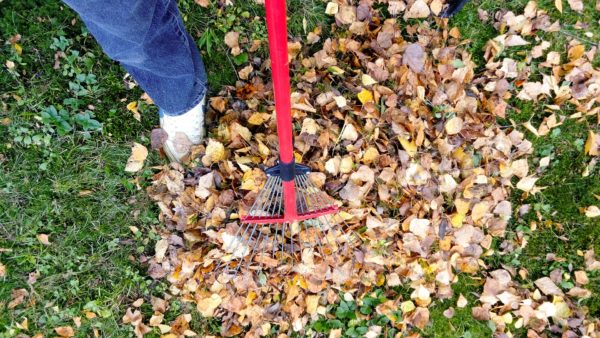 Service-Jardin-ramassage-feuilles (4) jardinage a domicile a orgerus et dans les yvelines