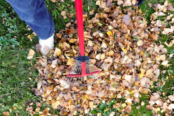 Service-Jardin-ramassage-feuilles (4)